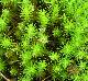 Polytrichum commune