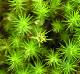 Polytrichum commune