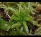 Sphagnum sp