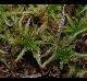 Sphagnum sp