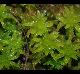 Sphagnum sp