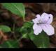Ruellia pedunculata