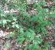 Viburnum acerifolium