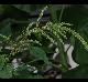 Amaranthus spinosus