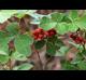 Rhus aromatica
