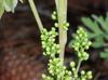 Toxicodendron pubescens