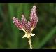 Chaerophyllum tainturieri