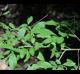 Ilex decidua