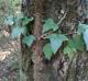 Hedera helix