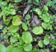 Hydrocotyle verticillata