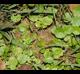 Hydrocotyle verticillata