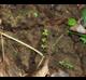 Hydrocotyle verticillata