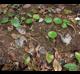 Hydrocotyle verticillata