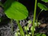 Hydrocotyle verticillata