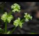 Hydrocotyle verticillata