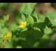 Hypericum mutilum