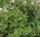 Ambrosia artimisiifolia