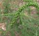 Ambrosia artimisiifolia