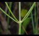Coreopsis gladiata