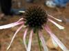 Echinacea pallida