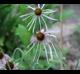 Echinacea sanguinea