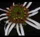 Echinacea sanguinea