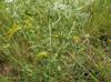 Eupatorium lancifolium