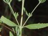Eupatorium lancifolium