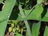 Eupatorium perfoliatum