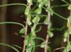 Iva angustifolia