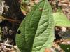 Rudbeckia scabrifolia