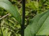 Rudbeckia scabrifolia