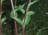 Silphium asteriscus