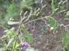 Vernonia missurica