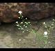 Physaria pallida