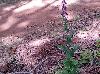 Streptanthus maculatus