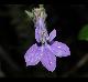 Lobelia puberula-var-pauciflora