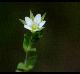 Arenaria serpyllifolia