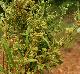 Crocanthemum rosmarinifolium