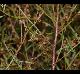 Lechea tenuifolia