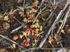 Sedum pulchellum
