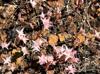 Sedum pulchellum