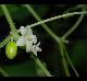 Cayponia quinqueloba