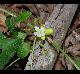 Cayponia quinqueloba