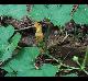 Cucurbita melopepo-subsp-texana