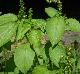 Acalypha ostryifolia