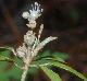 Croton argyranthemus