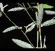 Croton michauxii