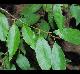 Ditrysinia fruticosa