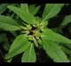 Euphorbia dentata